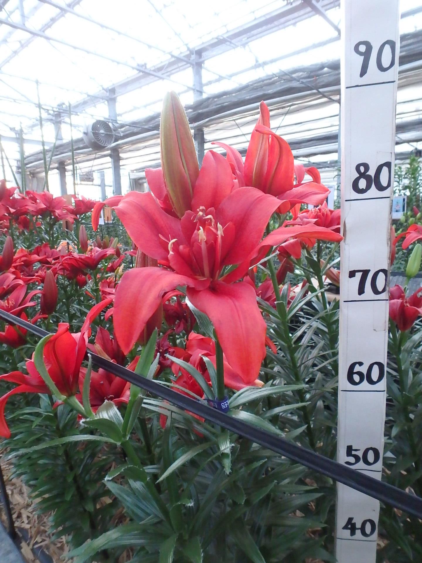 バルドイーグル（花粉無し）